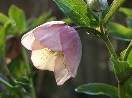 仲人ママのひとりごと（60歳以上の女性のお見合い、お相手に選ばれる女性になるには）