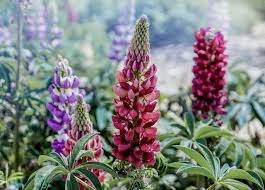 仲人ママのひとりごと（お見合いで大切なのは「正直さ」よりも「思いやりのある言葉選び」）