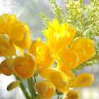 仲人ママのひとりごと（3月は別れ、出会いの季節）