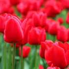 仲人ママのひとりごと（聴き上手は婚活上手）